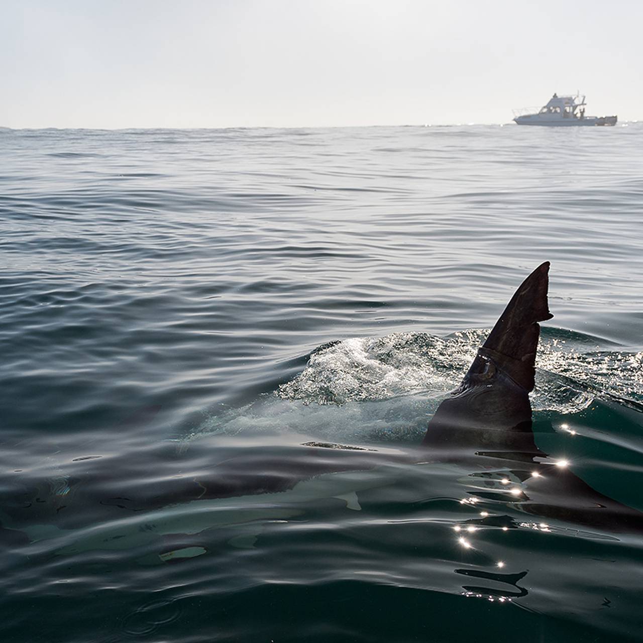 &laquo;Кокаиновых акул&raquo; обнаружили у берегов одной страны