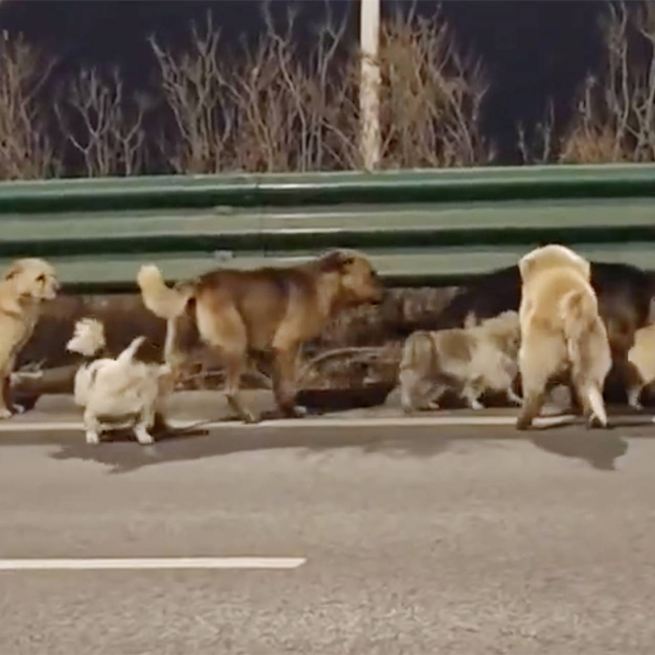 Семь дружных собак сбежали с бойни и попали на видео