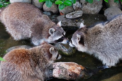 Еноты-полоскуны пробудились в Москве