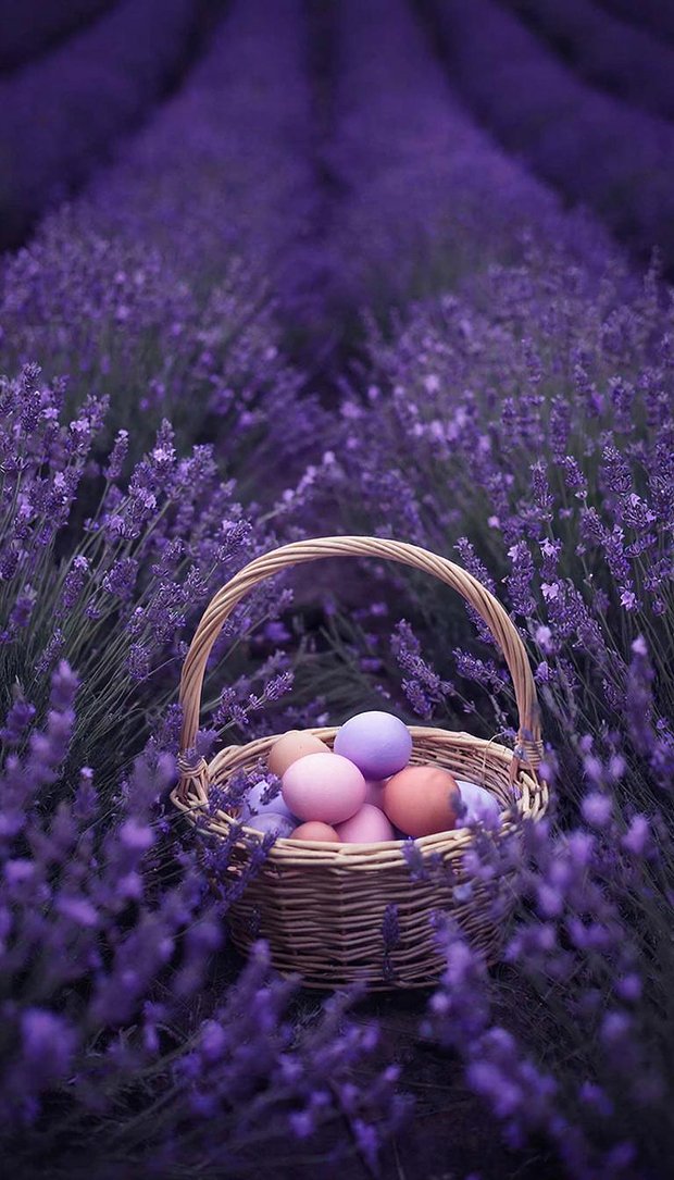 Обои на телефон в фиолетовых оттенках с пасхальной корзиной в поле лаванды