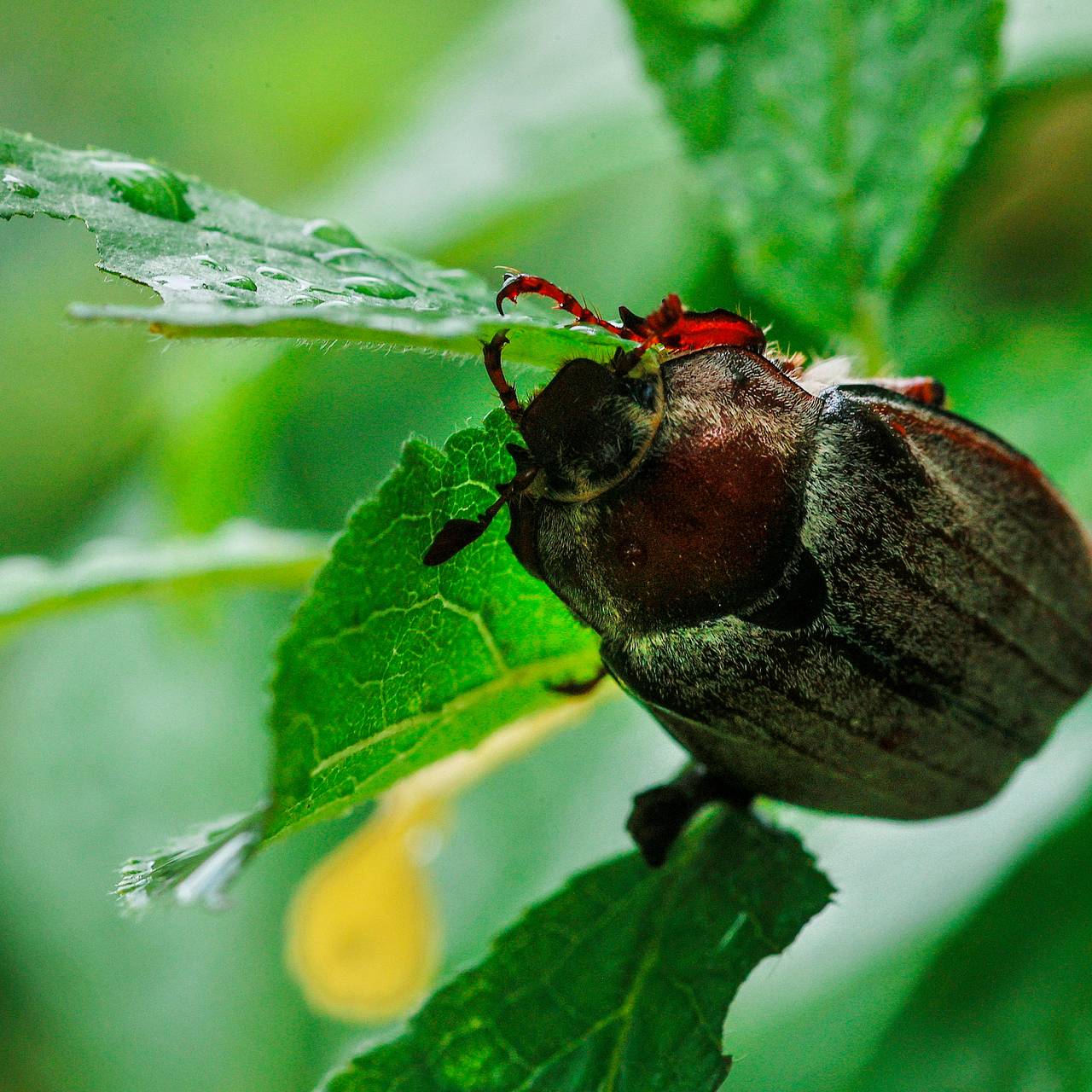 Москвичам пообещали майских жуков не в мае
