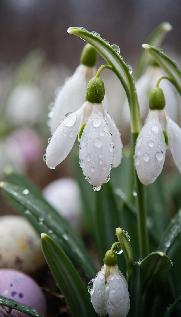 Красивые подснежники, обои на смартфон