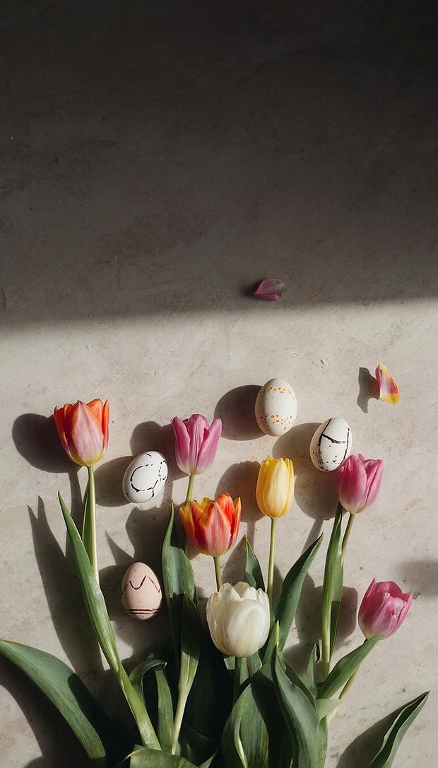 Красивая заставка на экран телефона с тюльпанами