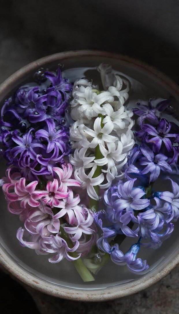 Обои на телефон с гиацинтами