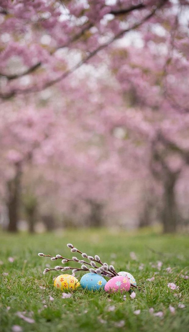 Обои для смартфона с природой, на тему Пасхи
