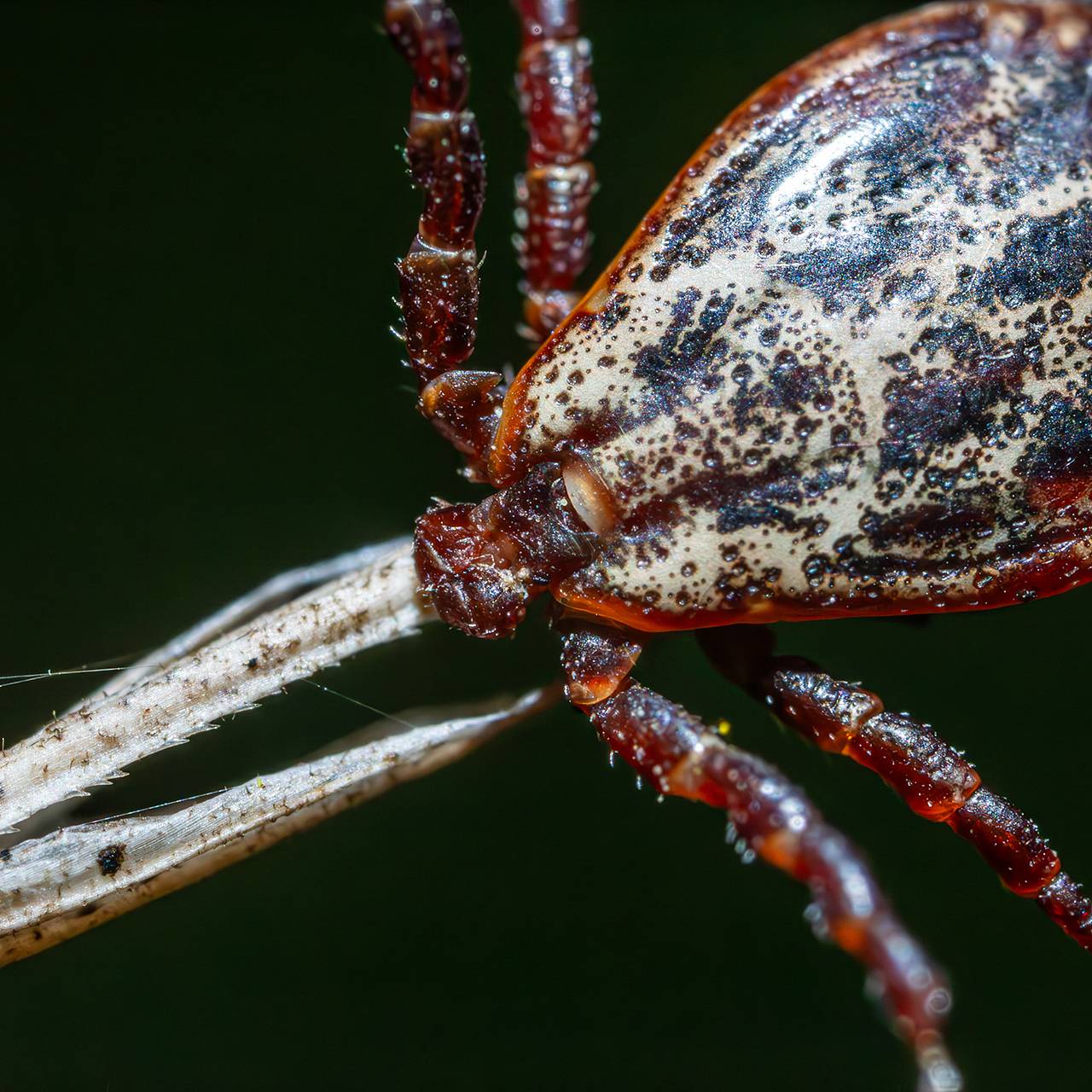 Россиян предупредили об опасности популярного метода удаления клещей