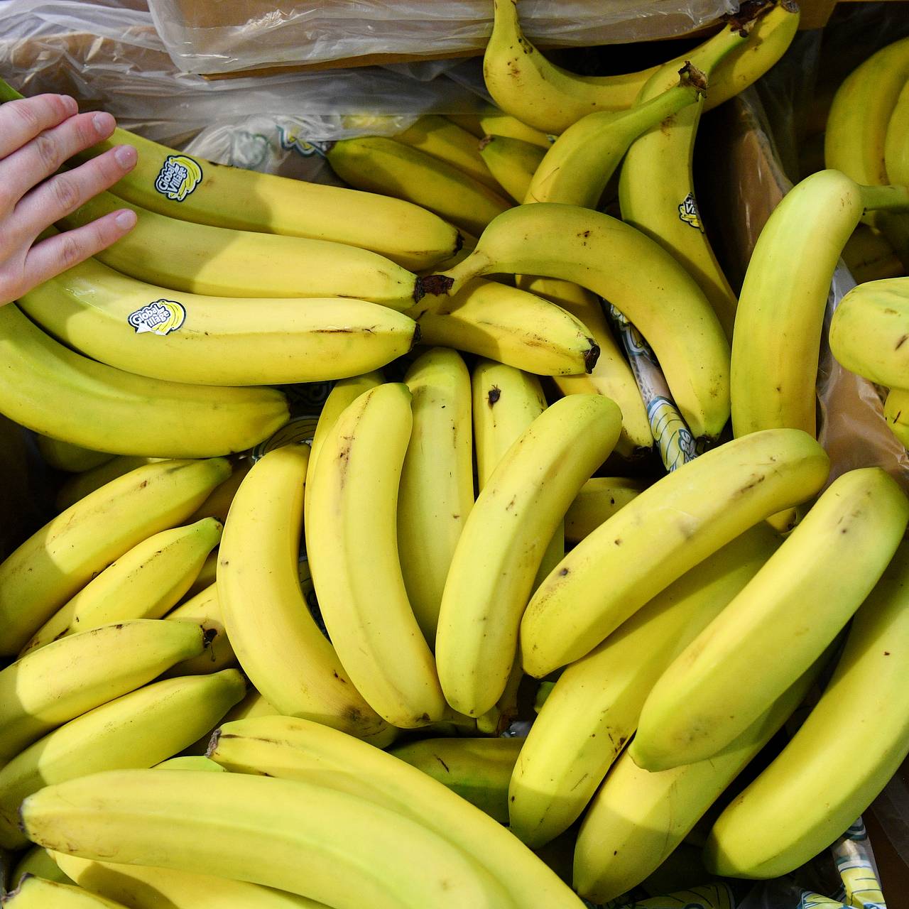 В России поддержат производство конопли и бананов