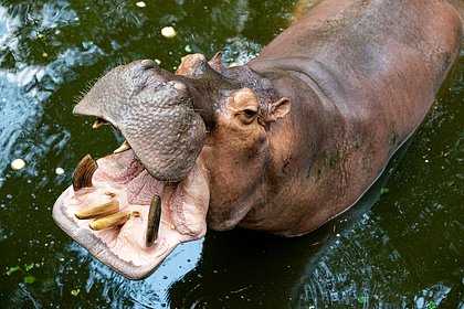 Беременная бегемотиха расправилась со стажеркой