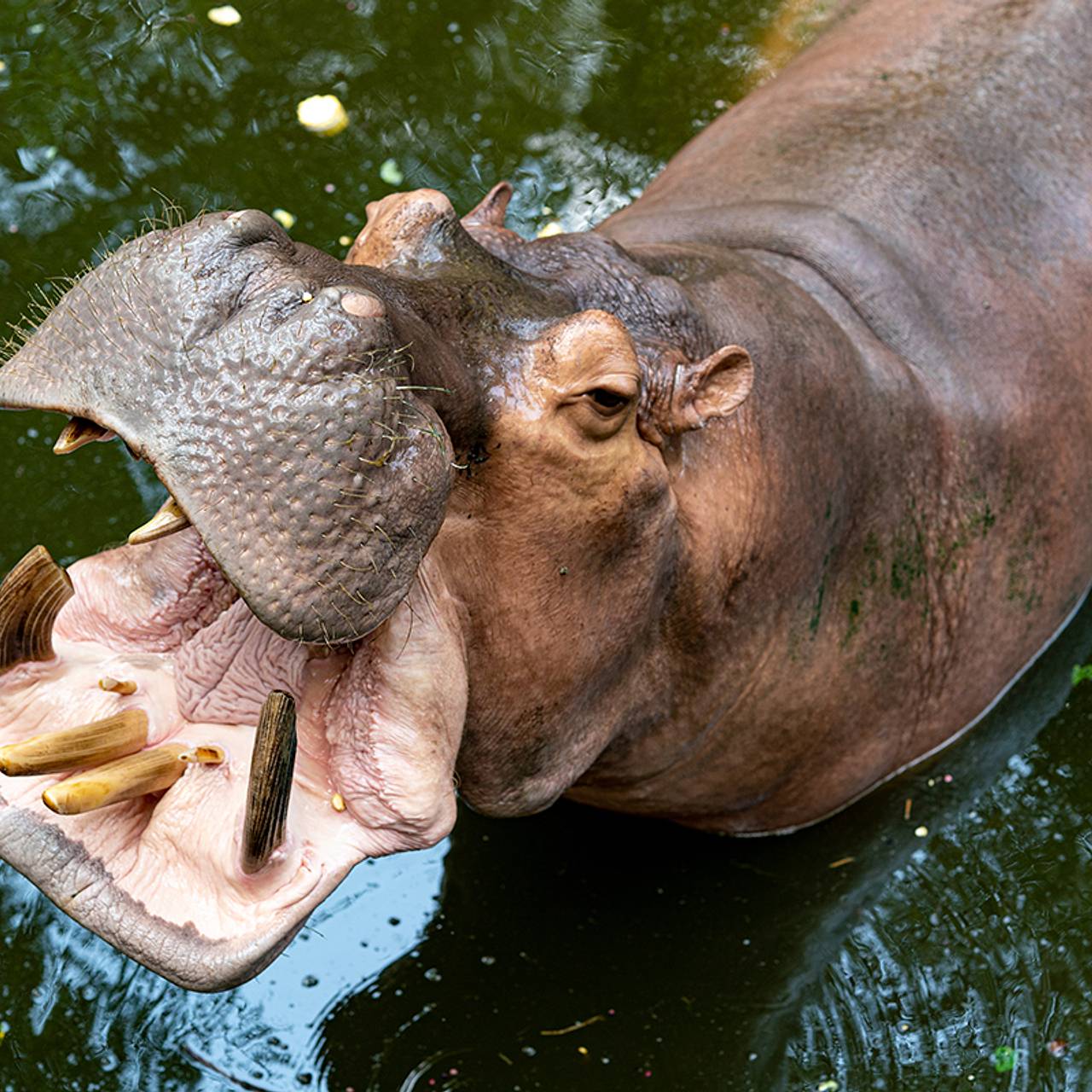 Беременная бегемотиха расправилась со стажеркой