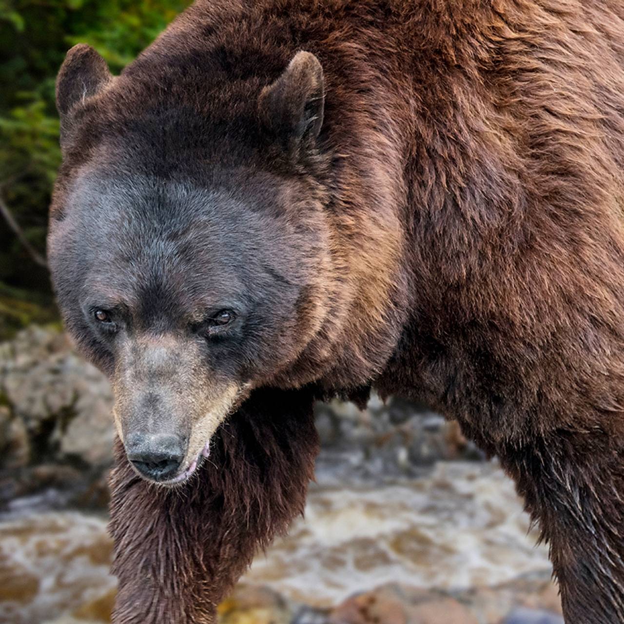Медведь напал на работавшую в поле женщину