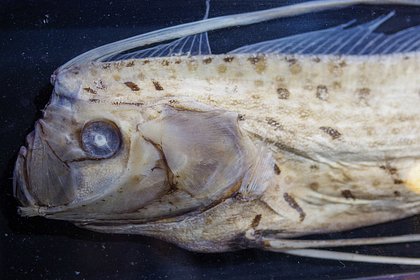 Четырехметрового предвестника катаклизмов обнаружили на берегу моря