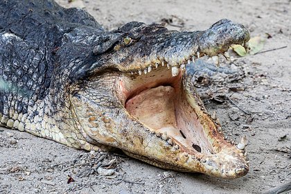 Крокодил растерзал набиравшую воду в реке женщину