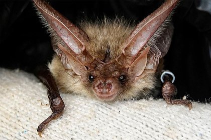 В Москве построили дома для летучих мышей