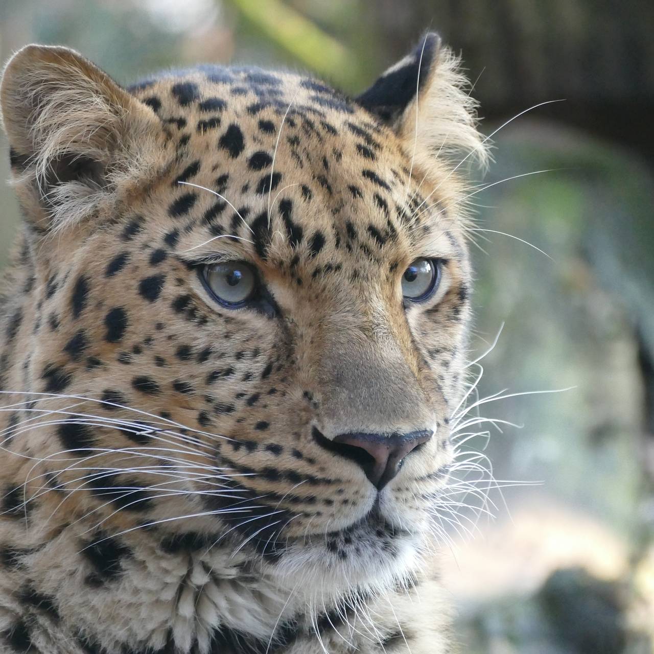 Леопард утащил новорожденного ребенка из кроватки