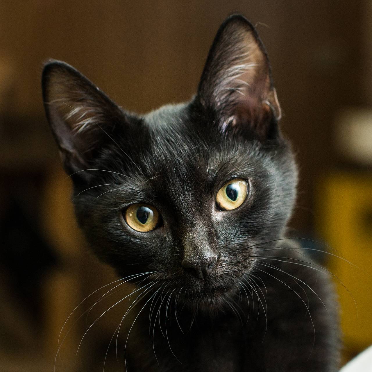 Женщина с котенком угнала машину и испугалась за его безопасность после ареста