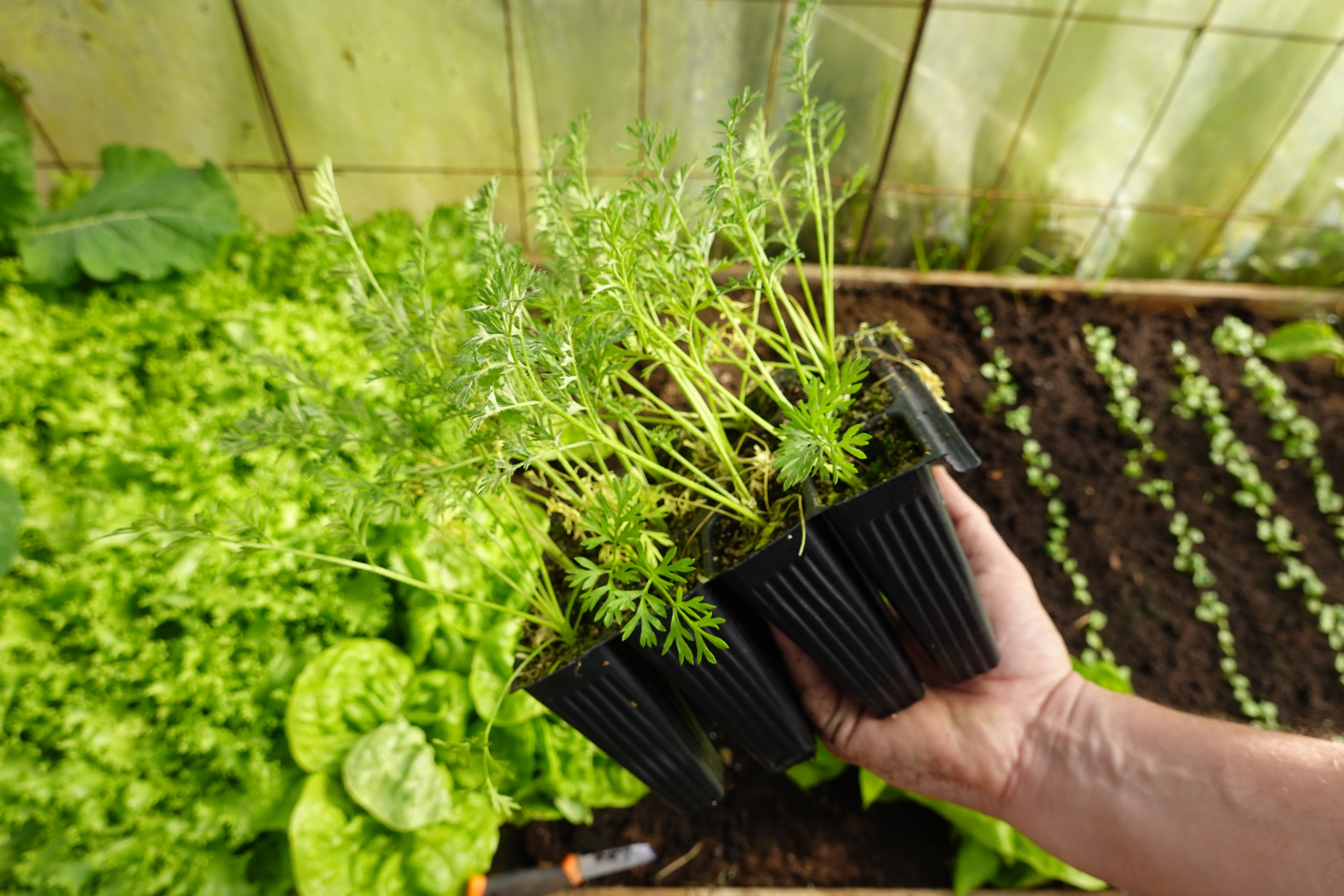 Дачникам&nbsp; назвали лучшие для посадки в марте культуры