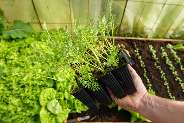 Высадка моркови