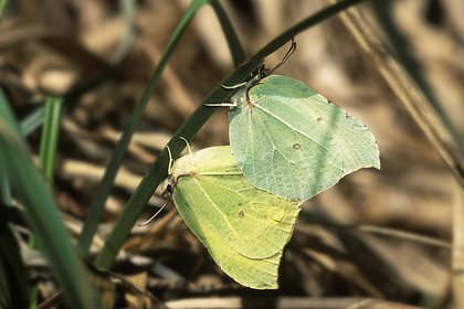 Подмосковье предупредили о скорой встрече с насекомыми