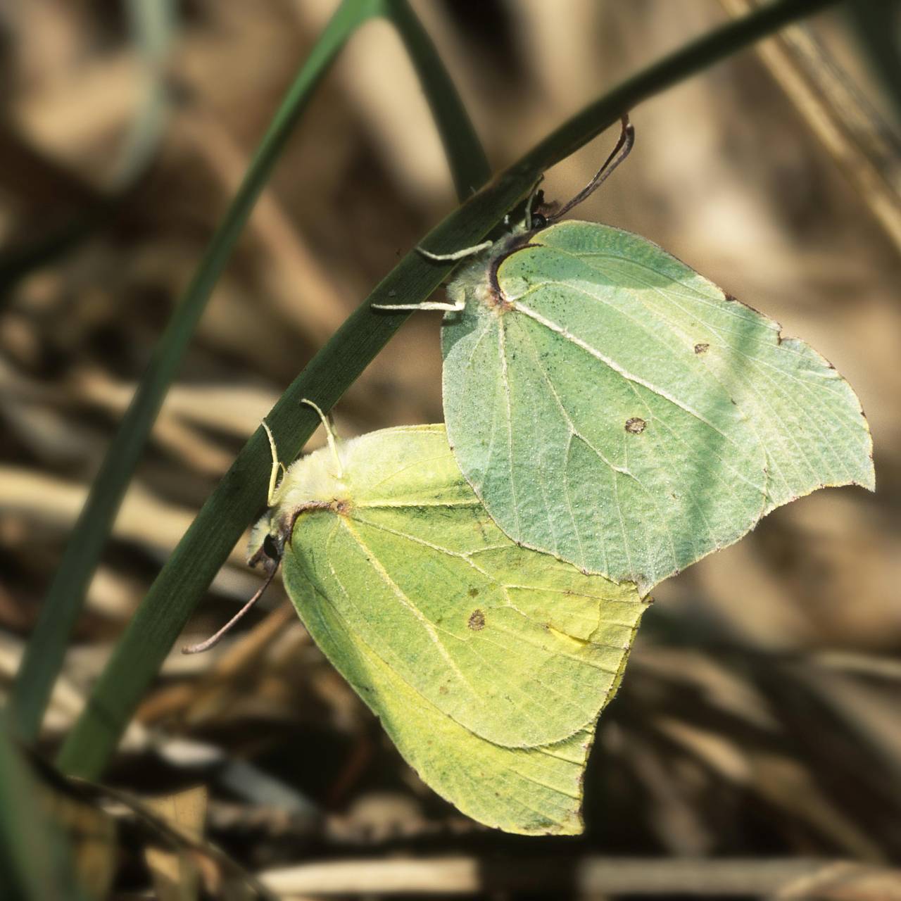 Подмосковье предупредили о скорой встрече с насекомыми