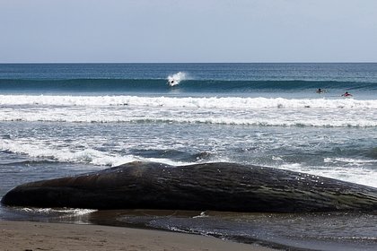 Гигантский кит оказался в смертельной ловушке в Балтийском море