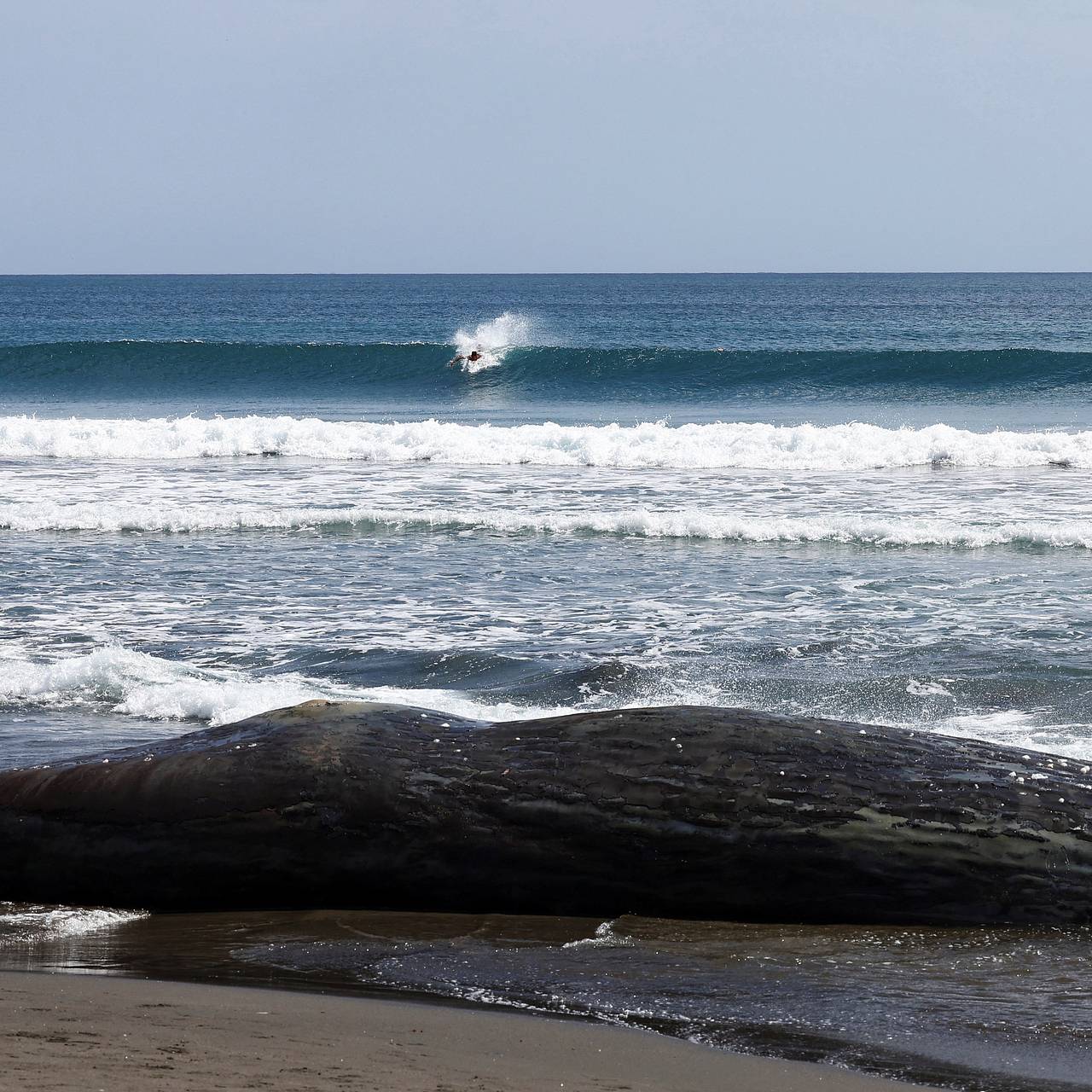 Гигантский кит оказался в смертельной ловушке в Балтийском море