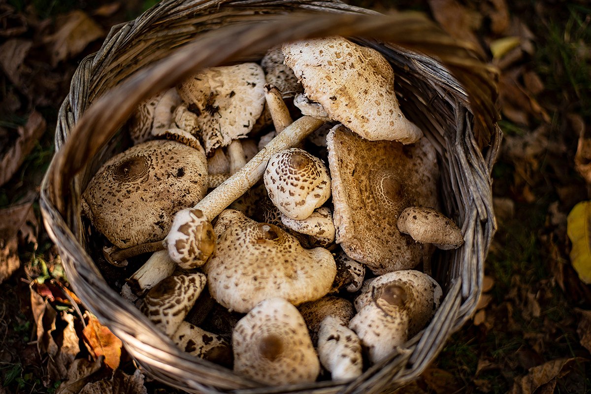 Грибы-зонтики растут на всех континентах, кроме Антарктиды