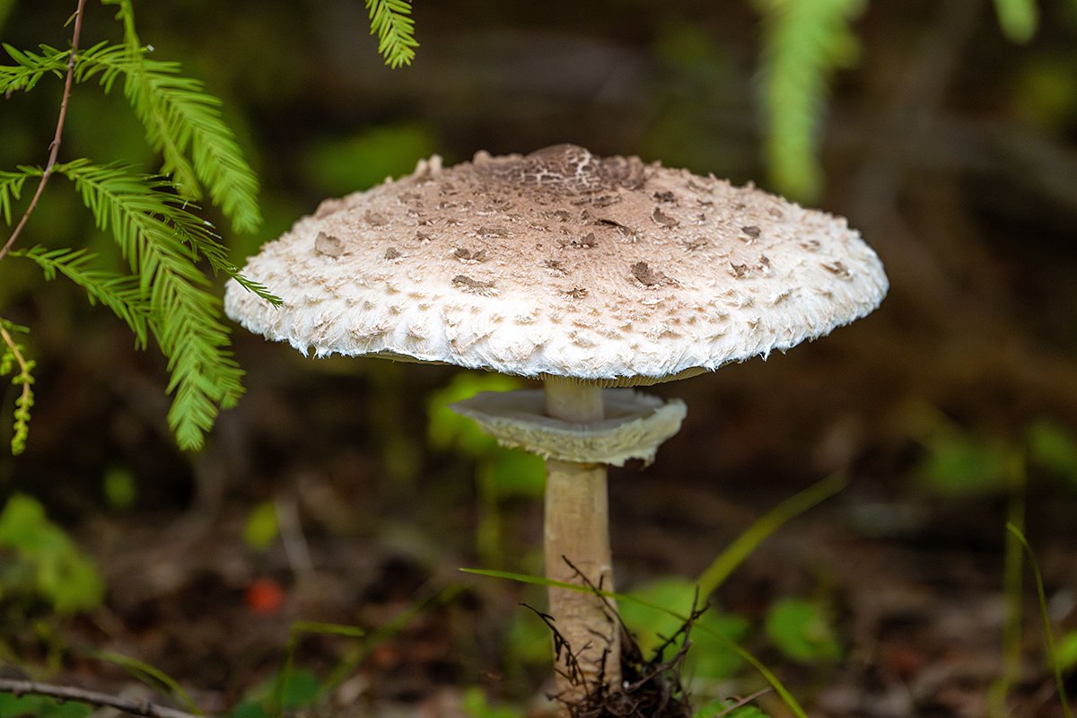 Гриб-зонтик белый, известен также как луговой, полевой или ободранный