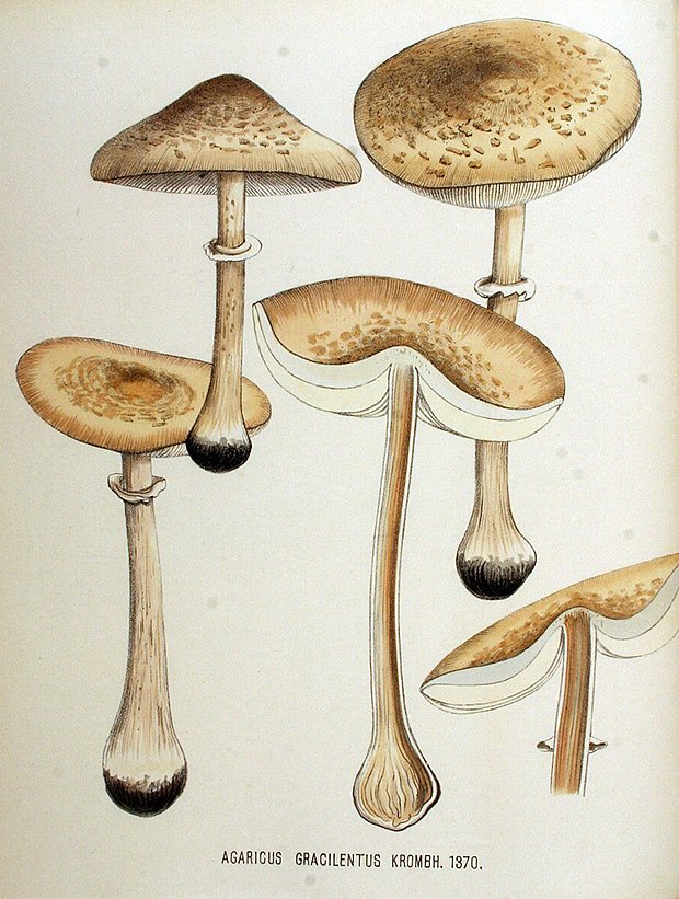 Гриб-зонтик изящный — самый миниатюрный в компании зонтиков