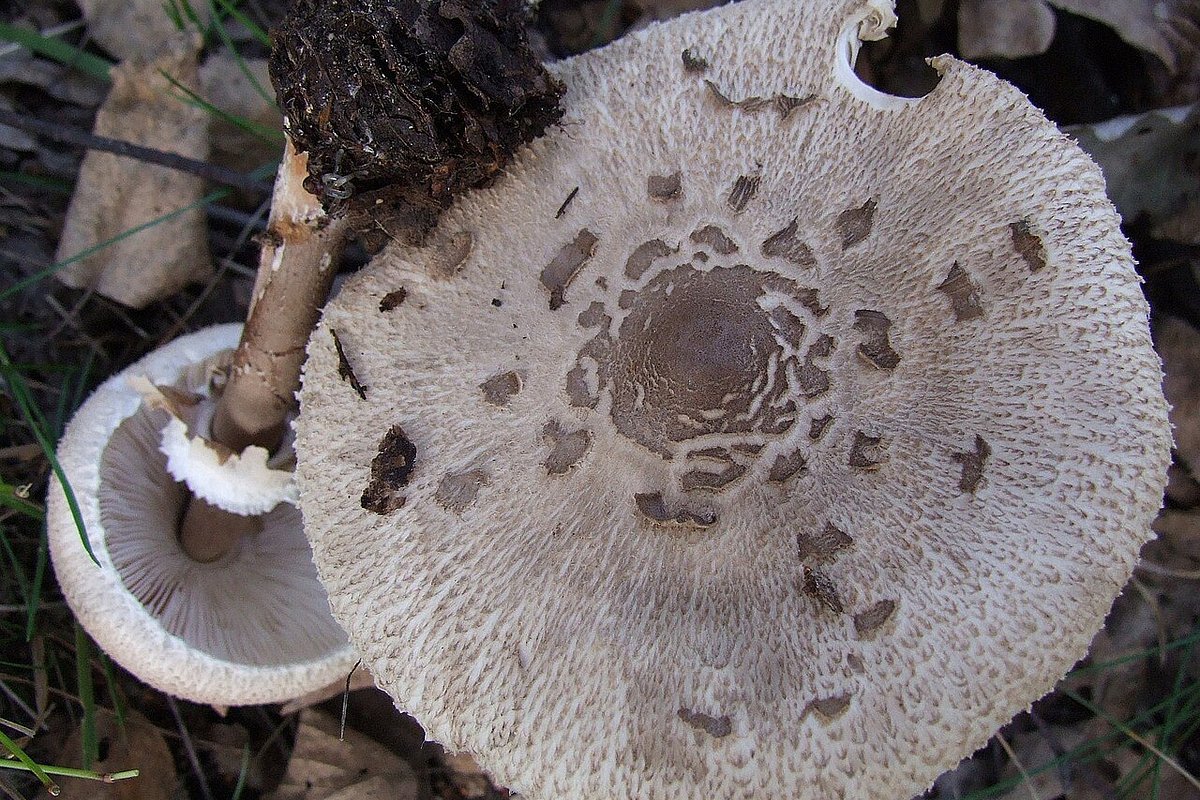 Гриб-зонтик Конрада в России чаще всего встречается в Дагестане и в Приморском крае
