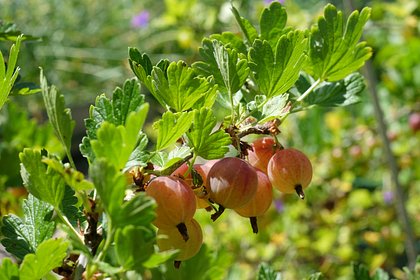 Россиянин объелся крыжовника и поджег жену