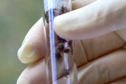 Россиян призвали не преуменьшать риски заражения от клещей-гигантов