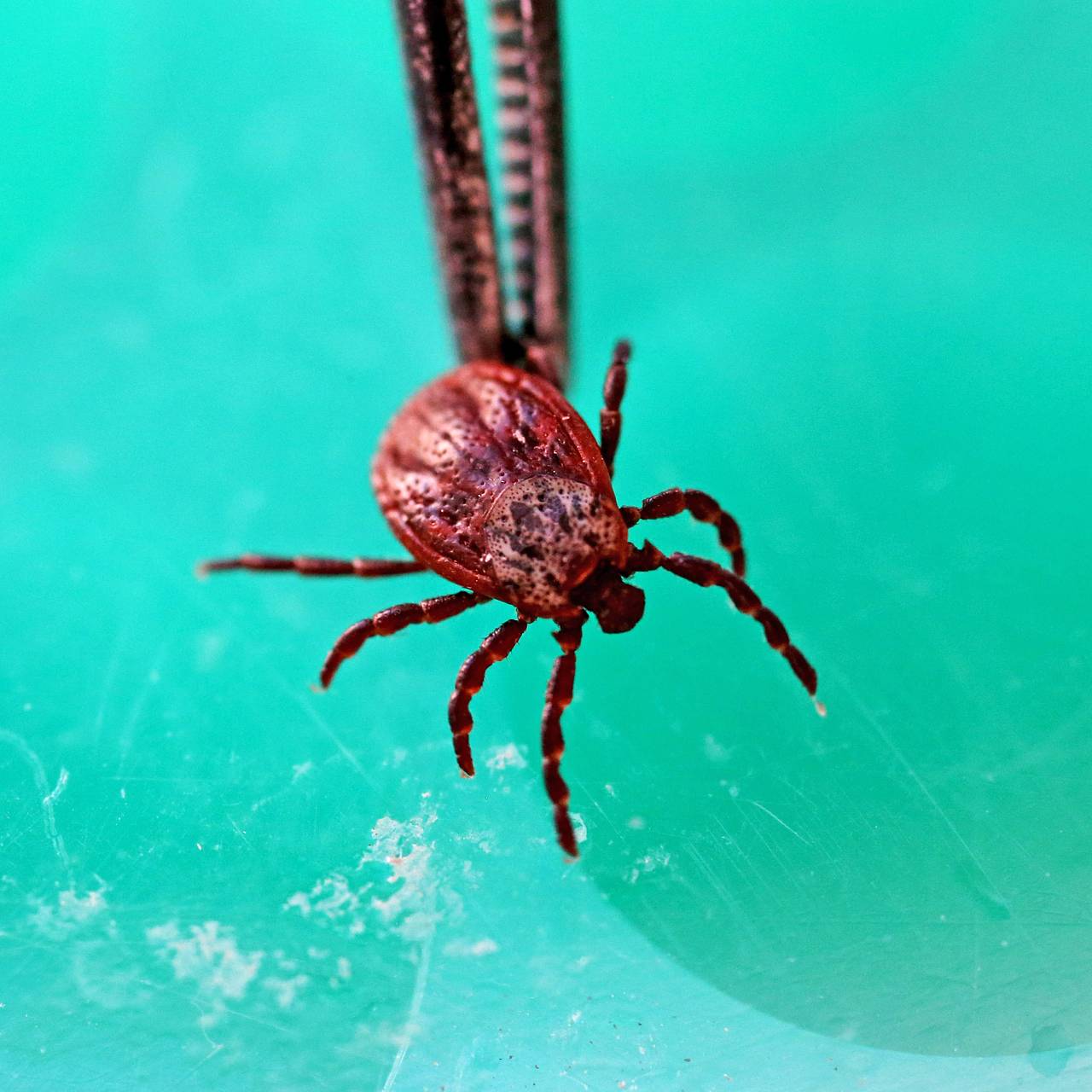 Названо запрещенное действие при укусе клеща