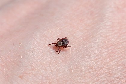 Способность клещей прыгать на людей оценили