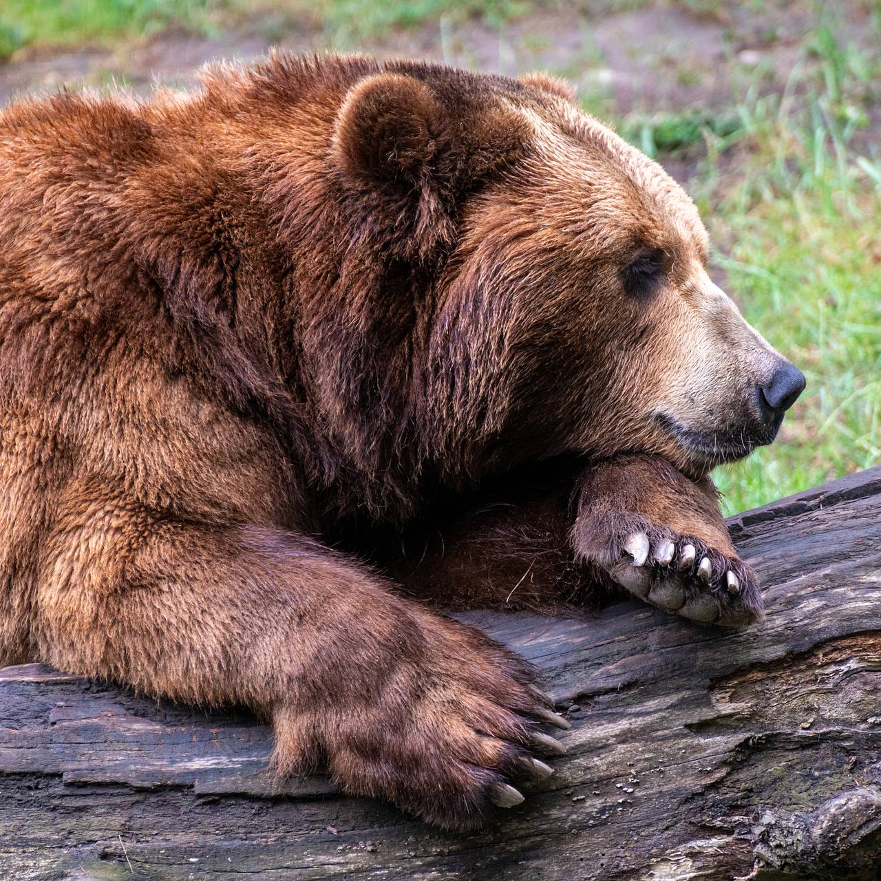 Медведь напал на женщину возле леса