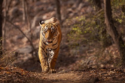 Тигры расправились с двумя людьми в один день