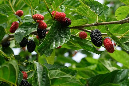 Листья привычного растения оказались помощниками в замедлении диабета