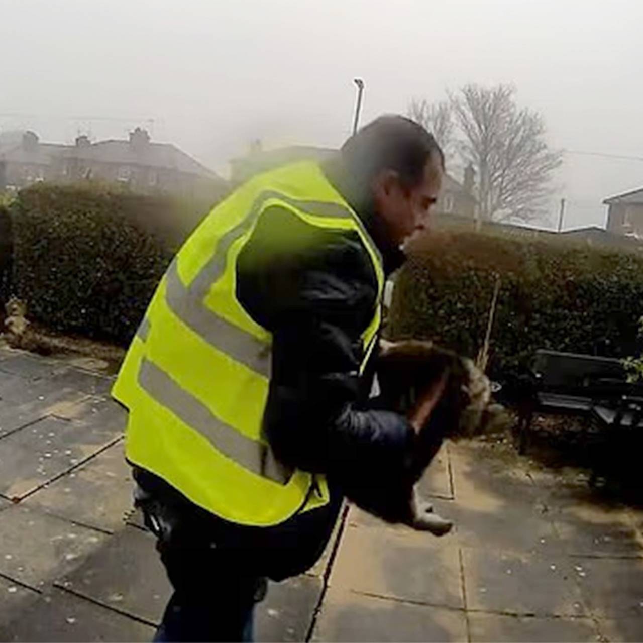 Курьер украл кошку и оказался под угрозой тюрьмы