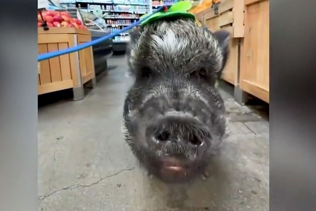 Вводная картинка