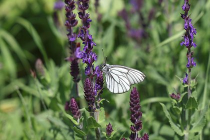 Россиян предупредили о лишении свободы на восемь лет за выращивание одного вида травы
