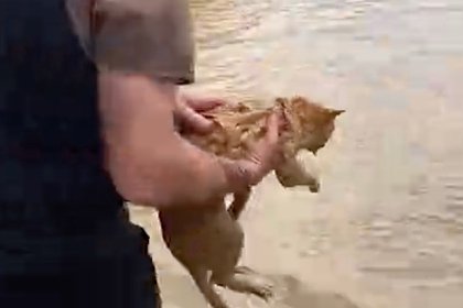 Спасение россиянами тонущих в Дагестане животных попало на видео