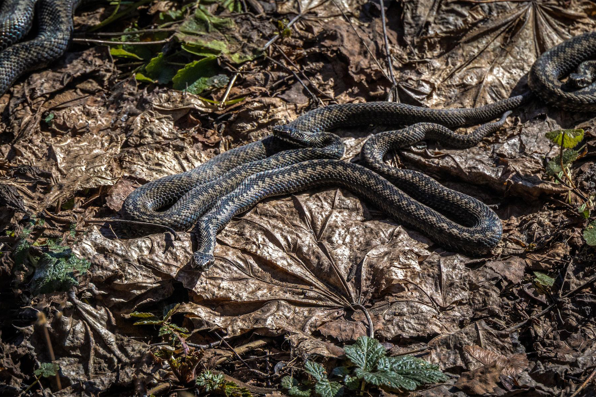 В Подмосковье проснулись гадюки