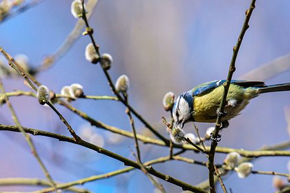 В России стартовал сезон цветения