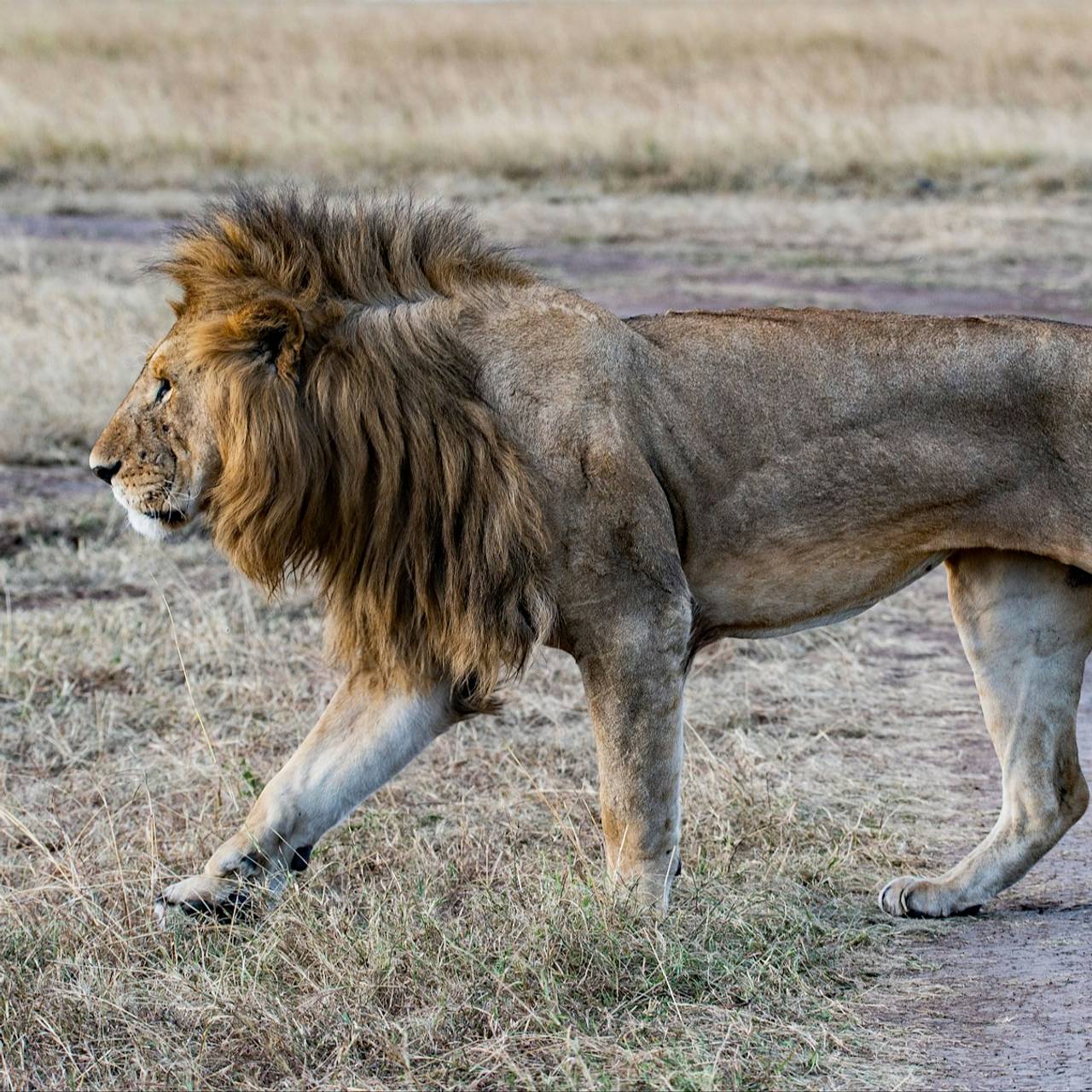 Лев напал на идущего из школы мальчика и отгрыз ему руки и ноги