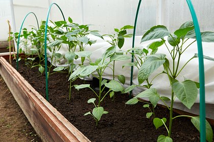 Названо природное средство от последствий жирной пищи для обмена веществ