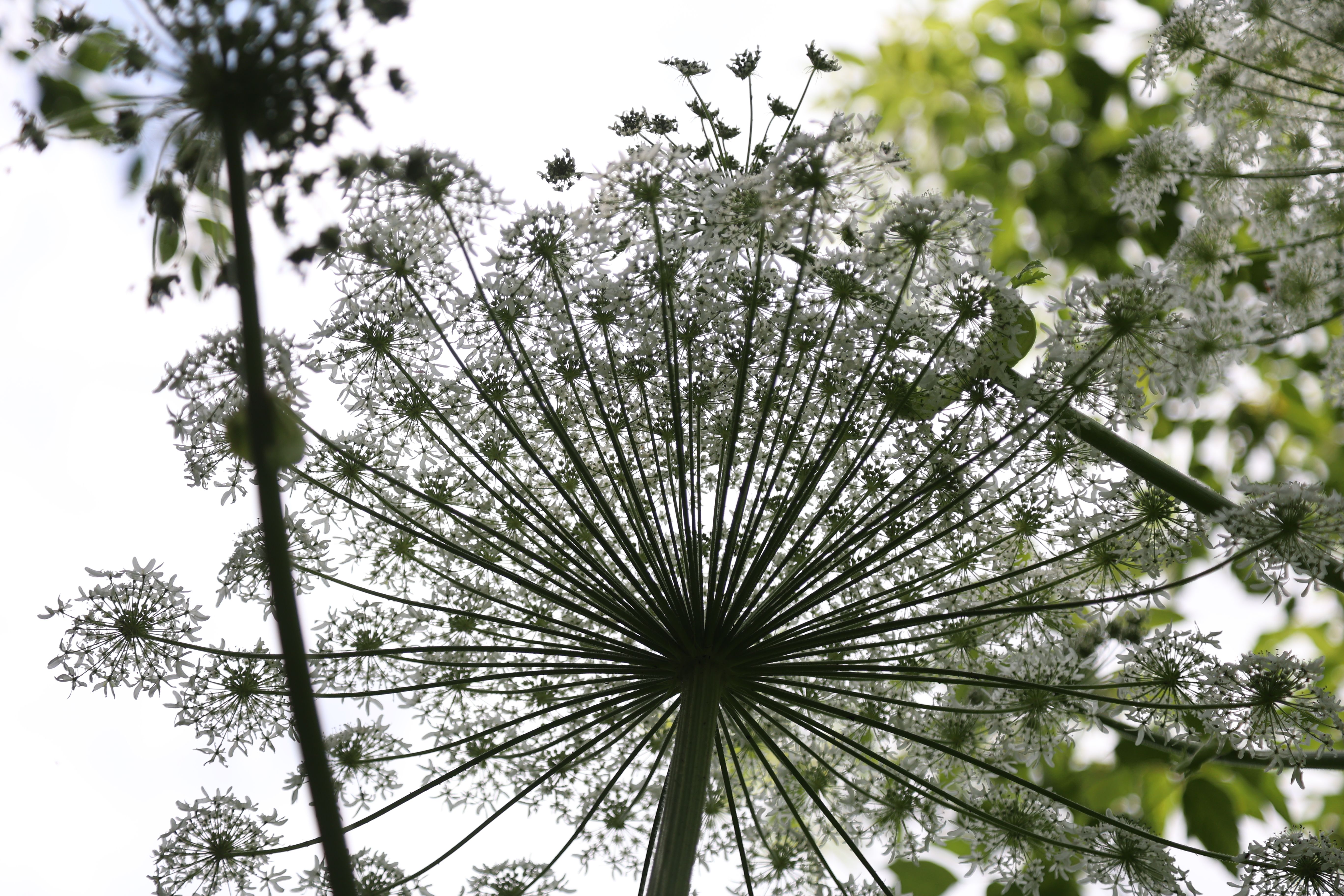 �&nbsp; ������ �������� ����������� �����