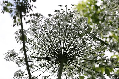 В России проведут борщевичные рейды