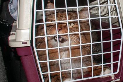 Хозяева бросили кота в московском аэропорту и улетели