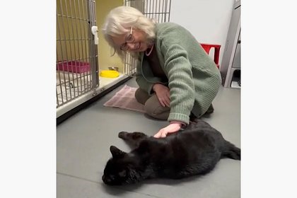Пожилая женщина воссоединилась с пропавшим 12 лет назад котом