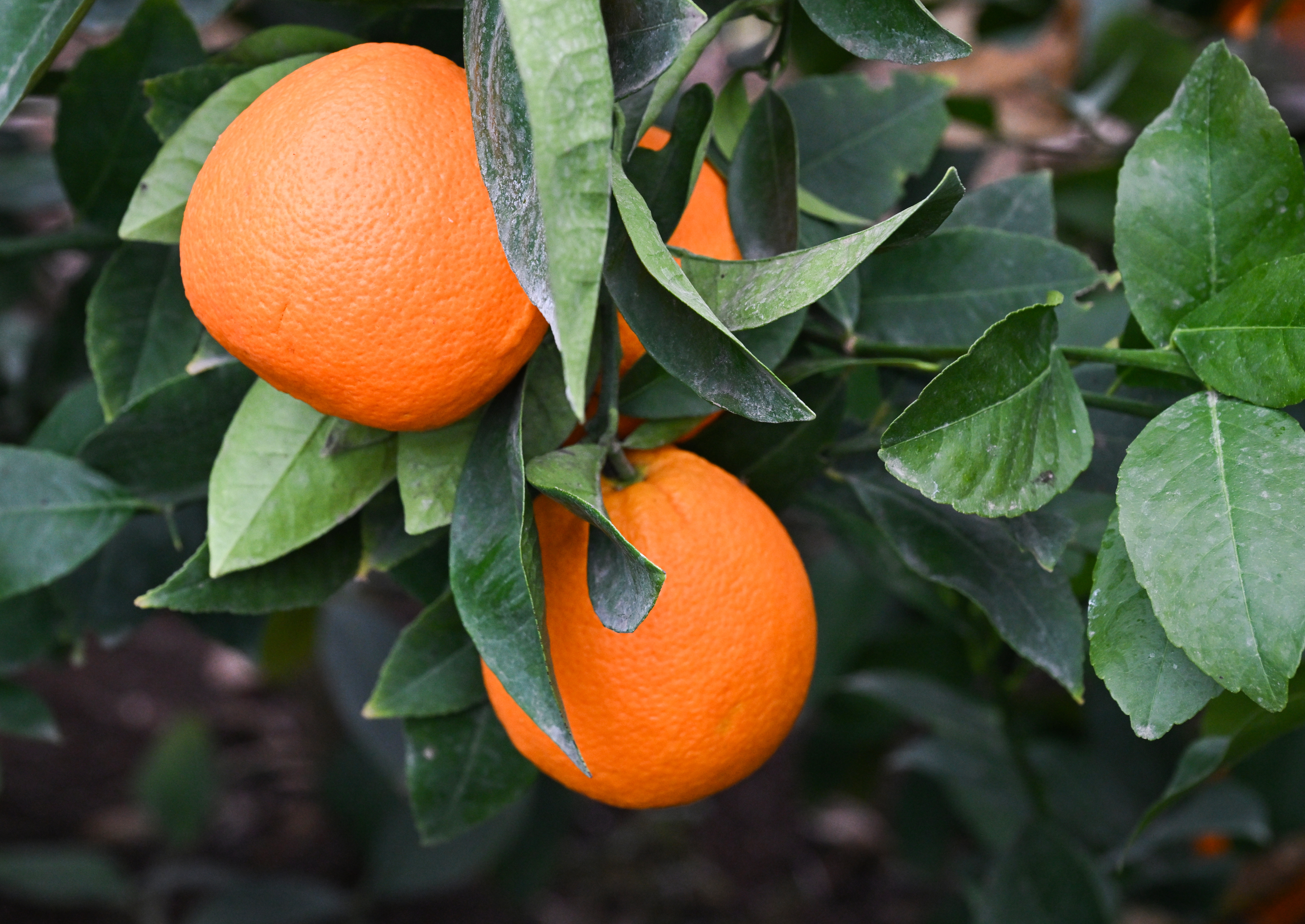 �����&nbsp; ���������� � ������������ ����������� ������������ ����������