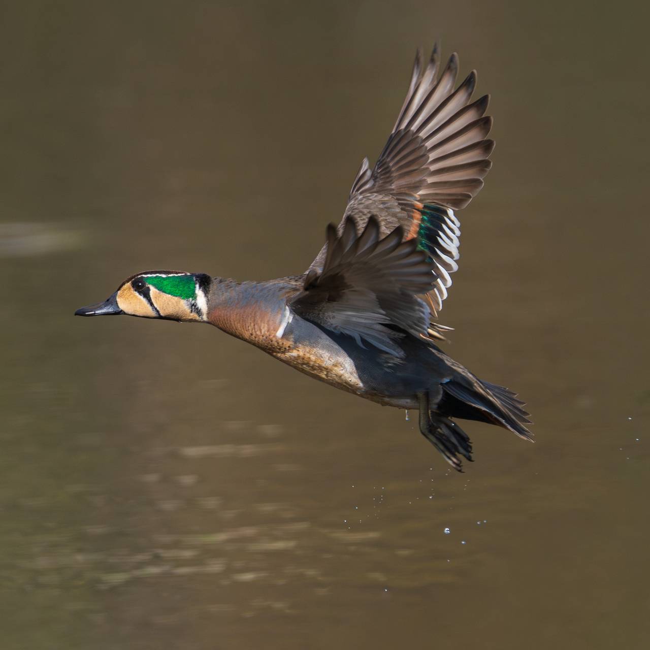 Над российским регионом пролетела гигантская стая редких птиц